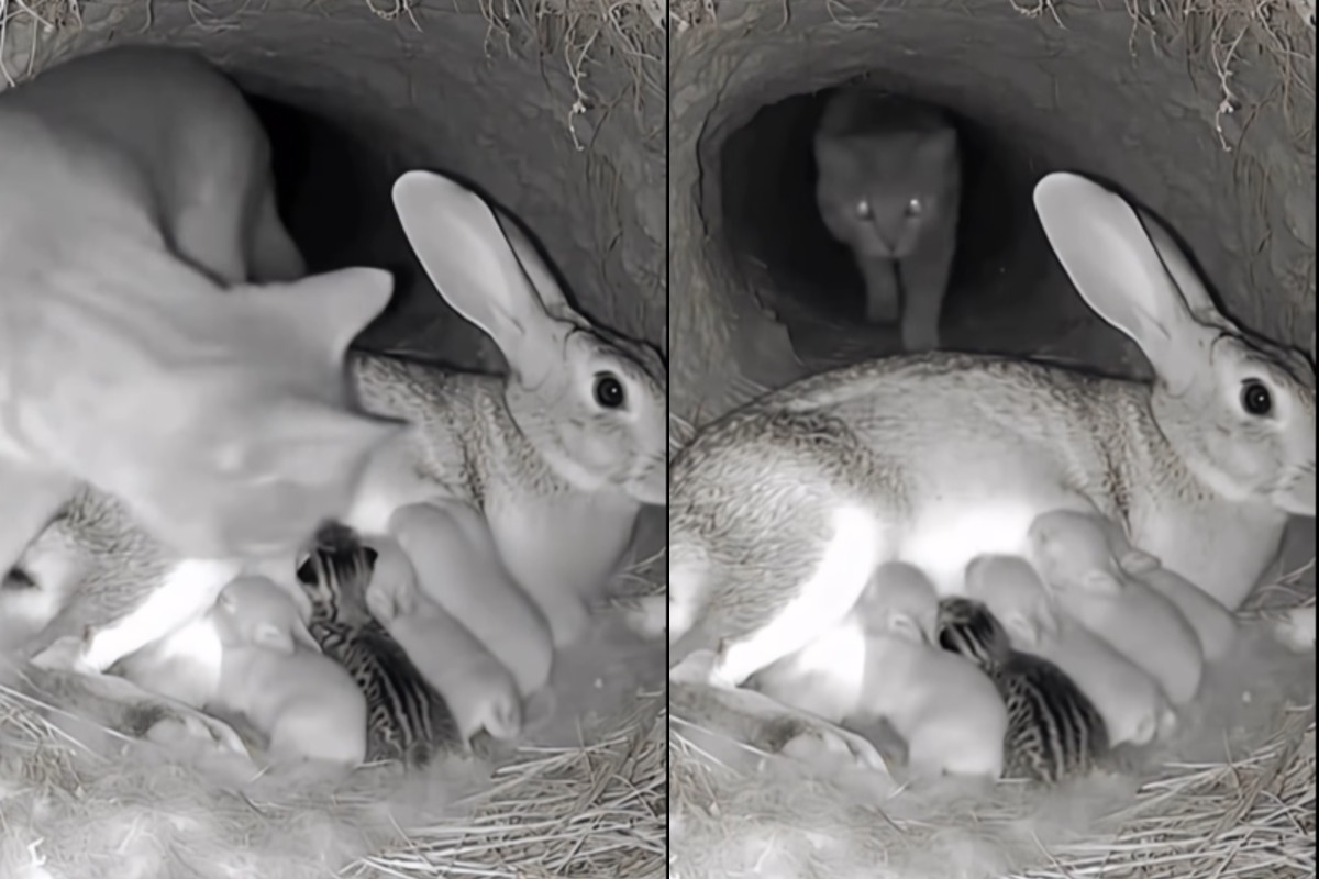 imaginile-serii-cu-misiunea-de-salvare-a-unui-pui-de-pisica-de-la-sanul-unei-iepuroaice