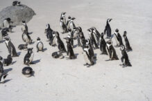 pinguinii-africani-sunt-decimati-de-foamete-si-in-pericol-de-disparitie