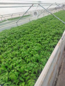 o-noua-categorie-de-producatori-ar-putea-fi-afectata-de-taxele-bolojan.-care-ar-putea-fi-efectul-devastator-asupra-preturilor-alimentelor