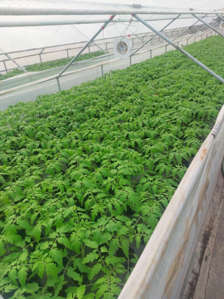 o-noua-categorie-de-producatori-ar-putea-fi-afectata-de-taxele-bolojan.-care-ar-putea-fi-efectul-devastator-asupra-preturilor-alimentelor