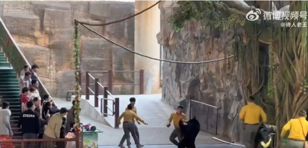 un-urs-negru-isi-ataca-dresorul-in-timpul-spectacolului.-gata-cu-spectacolele-cu-animale