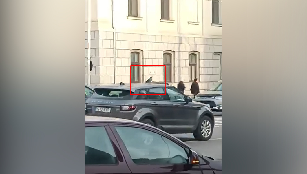 porumbel-calator,-plimbare-gratuita-pe-plafonul-unui-range-rover-pe-bulevardul-independentei