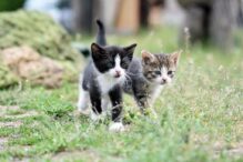 noul-medicament-pentru-obezitatea-la-pisici.-un-implant-ar-putea-deveni-alternativa-veterinara-la-ozempic