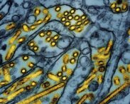 gripa-aviara-h5n1.-simulari-stiintifice-arata-cat-de-rapid-poate-scapa-de-sub-control-un-focar-uman