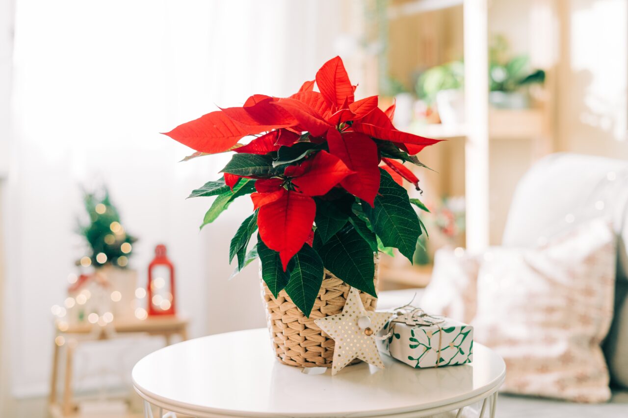 unde-nu-trebuie-asezata-niciodata-in-casa-craciunita,-celebra-floare-din-perioada-sarbatorilor-de-iarna.-ce-spun-principiile-feng-shui