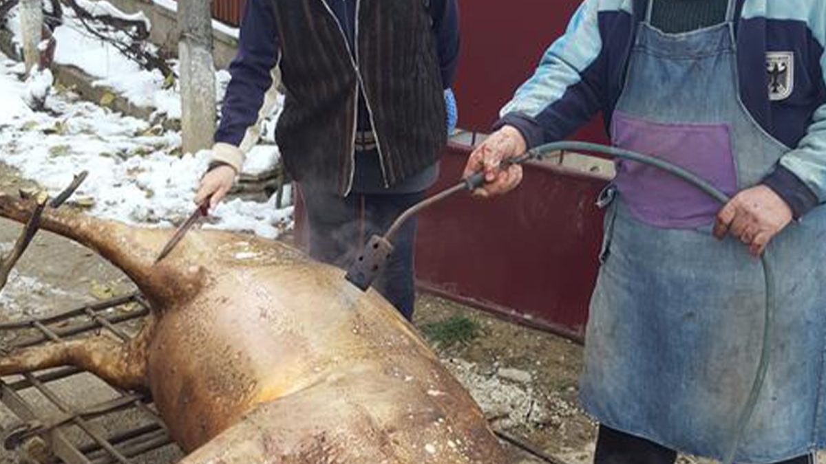 o-femeie-din-iasi-a-fost-arestata-de-ignat,-dupa-ce-si-a-injunghiat-sotul.-macar-a-scapat-porcul