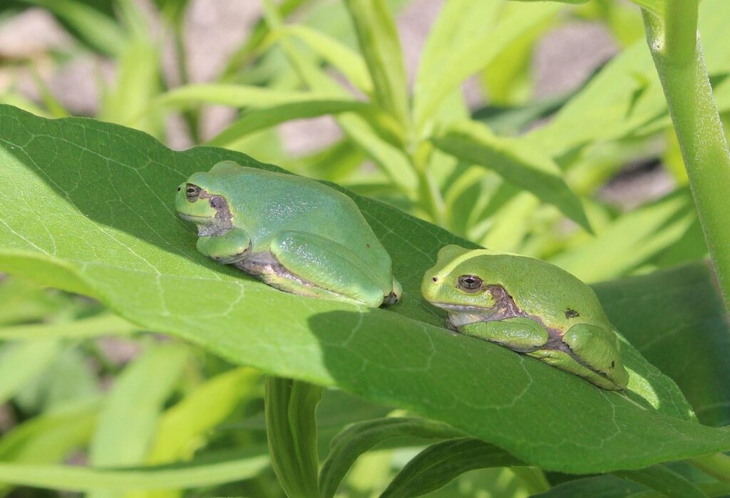 medicament-puternic-anticancerigen-descoperit-in-interiorul-unei-broaste-de-copac-din-japonia