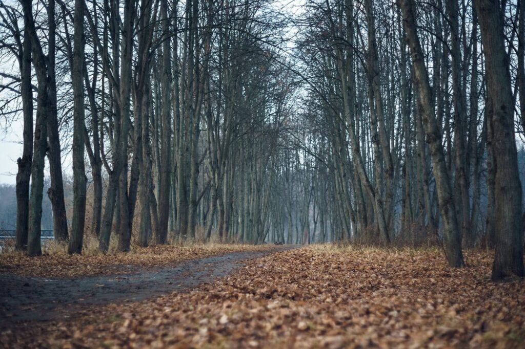 comoara-istorica-de-sub-copac.-ce-s-a-descoperit-dupa-ce-un-caine-a-sapat-o-groapa-in-pamant,-in-franta