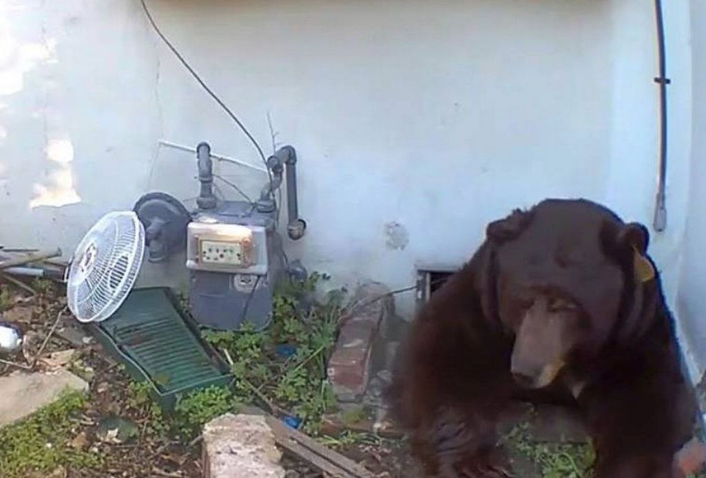 un-urs-negru-isi-terorizeaza-vecinul.-blandul-baribal-nepoftit-refuza-sa-paraseasca-subsolul-casei-unui-american