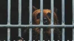 practica-neobisnuita-in-coreea-de-sud:-ursii-sunt-crescuti-in-ferme-pentru-recoltarea-bilei