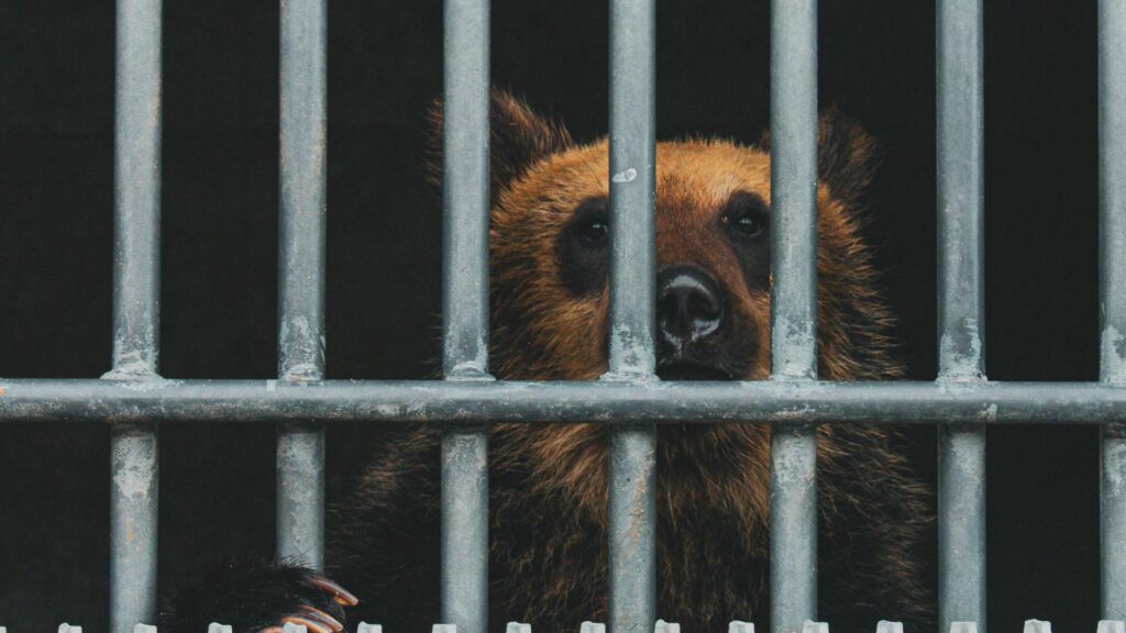 practica-neobisnuita-in-coreea-de-sud:-ursii-sunt-crescuti-in-ferme-pentru-recoltarea-bilei