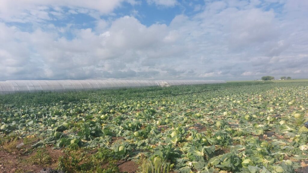 gest-disperat-al-unui-fermier-din-satu-mare-dupa-ce-a-ramas-cu-varza,-nevanduta,-pe-camp.-unii-il-admira,-altii-glumesc-pe-seama-situatiei