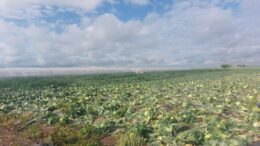 gest-disperat-al-unui-fermier-din-satu-mare-dupa-ce-a-ramas-cu-varza,-nevanduta,-pe-camp.-unii-il-admira,-altii-glumesc-pe-seama-situatiei