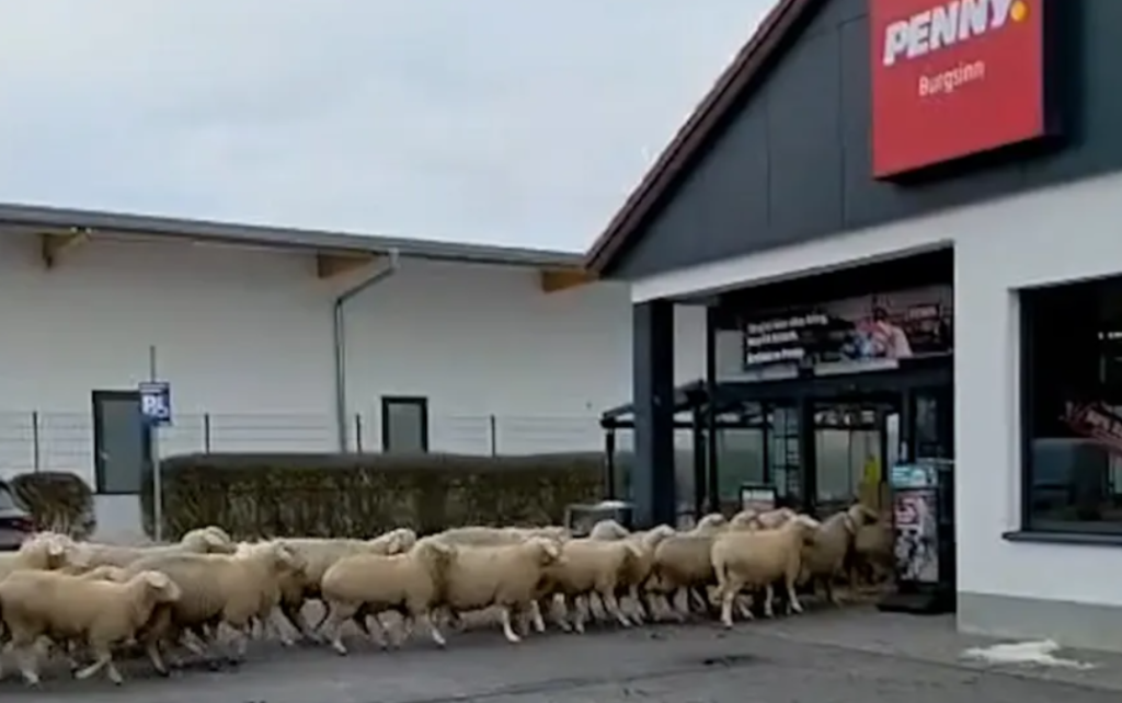 o-turma-de-oi-a-luat-cu-asalt-un-supermarket-din-gemania.-care-a-fost-mobilul-incredibil-al-mioarelor