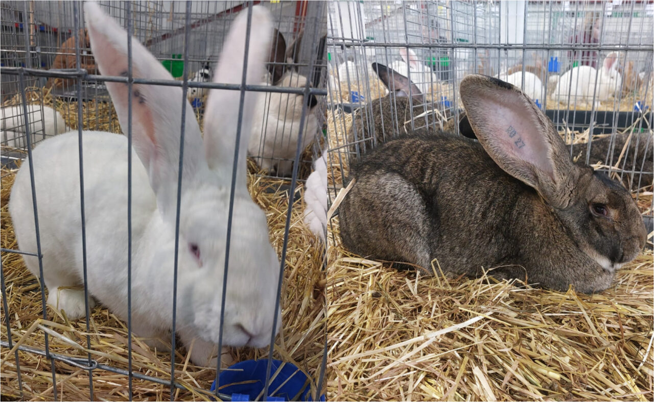 expozitie-inedita-la-craiova-gaini,-iepuri-si-porumbei-care-valoreaza-si-2.000-de-euro