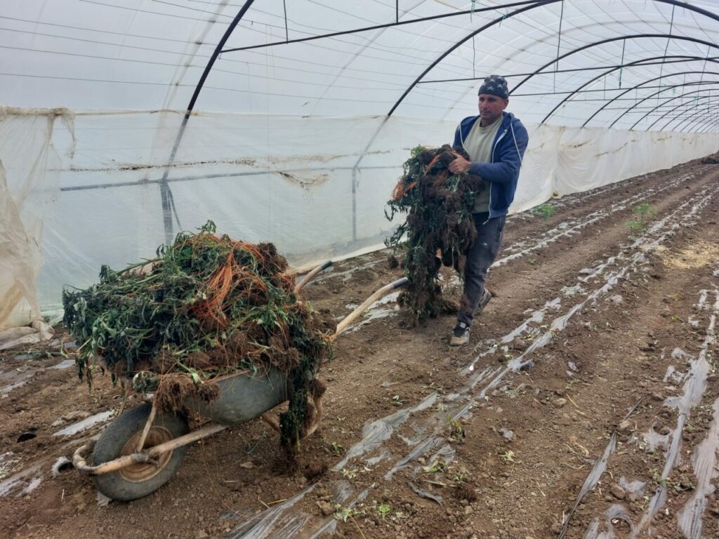 o-leguma-foarte-consumata-in-romania-a-ajuns-sa-fie-importata,-pe-fondul-recoltei-slabe-din-tara-noastra.-e-mai-ieftin,-dar-au-gunoaie!