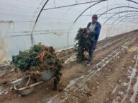 o-leguma-foarte-consumata-in-romania-a-ajuns-sa-fie-importata,-pe-fondul-recoltei-slabe-din-tara-noastra.-e-mai-ieftin,-dar-au-gunoaie!