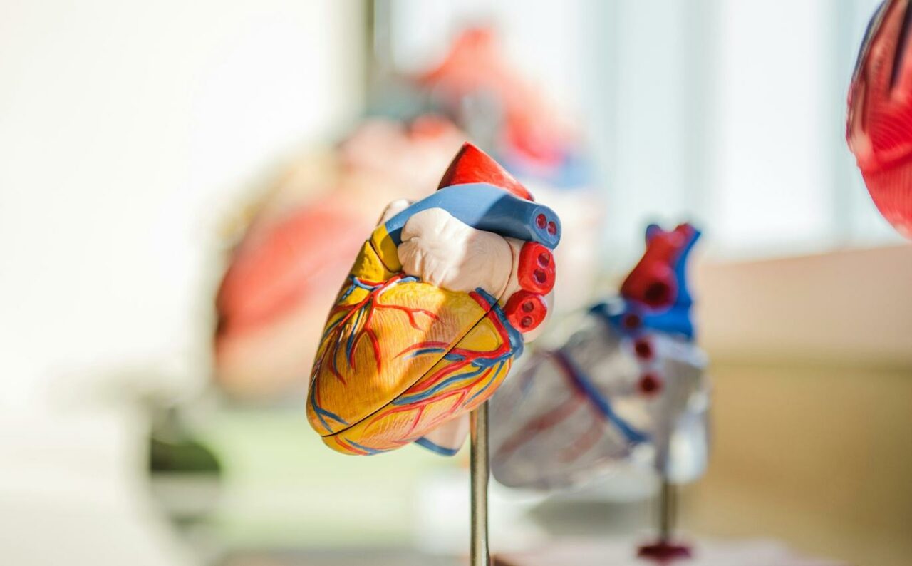 secretul-ascuns-in-celulele-inimii:-ce-au-descoperit-cercetatorii-estonieni-si-cum-ar-putea-schimba-tot-ce-stim-despre-bolile-cardiace