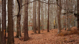 romania-numara-copacii-din-republica-moldova-sprijin-de-1,7-mil.-euro-pentru-inventarierea-fondului-forestier-moldovean