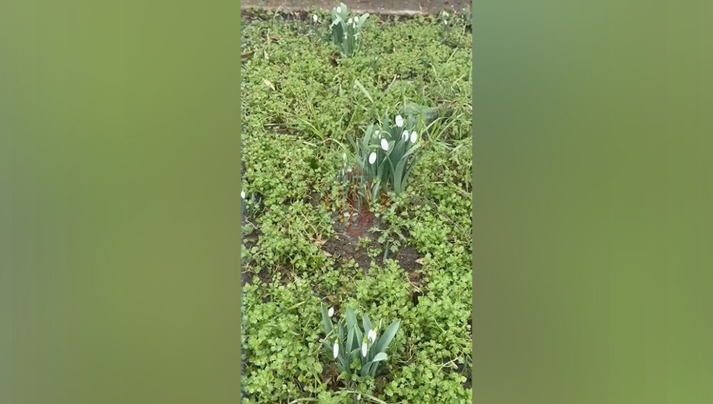 au-inflorit-ghioceii!-iesenii-au-surprins-vestitorii-primaverii,-in-gradinile-din-mircea-cel-batran