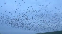 ciorile-au-invadat-iasul!-mii-de-pasari-zboara-deasupra-centrului-orasului