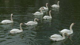 virusul-h5n1-se-apropie-de-iasi!-lebedele-de-pe-lacul-prodana,-infectate-cu-gripa-aviara