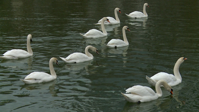 virusul-h5n1-se-apropie-de-iasi!-lebedele-de-pe-lacul-prodana,-infectate-cu-gripa-aviara