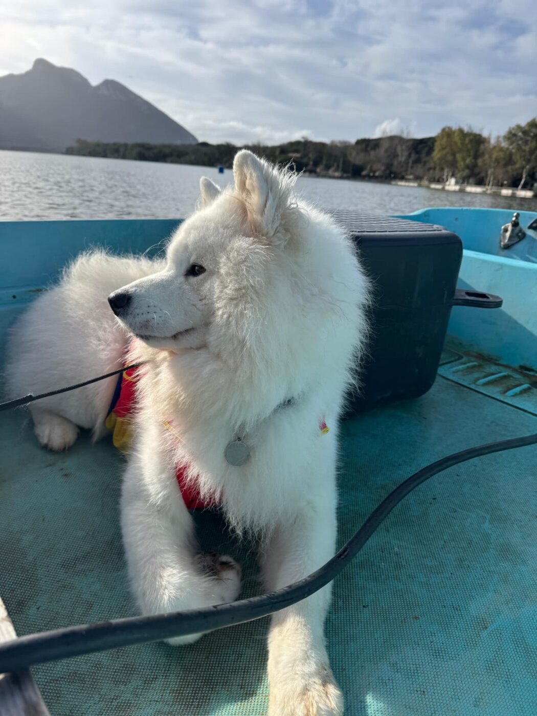 companie-inedita-in-cantonamentul-din-italia-pentru-canotori!-cainele-hugo-a-devenit-mascota-team-romania