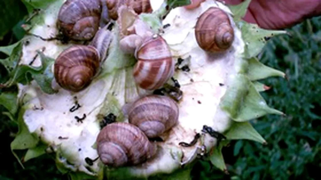 carnea-de-melc,-afacerea-surpriza-a-romaniei-exporturile-au-depasit-20-mil-euro-si-sunt-de-patru-ori-mai-mari-decat-importurile.-unde-merg-melci-romanesti