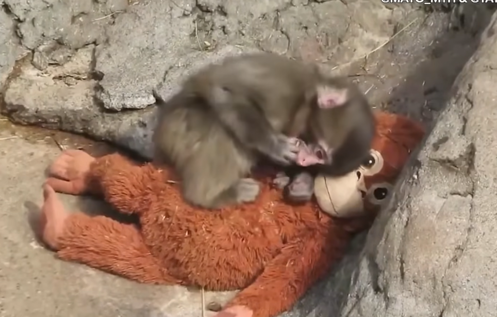 a-devenit-un-fenonem-global:-bebelusul-de-maimuta-din-japonia,-respins-de-mama,-care-s-a-atasat-de-o-jucarie-de-plus