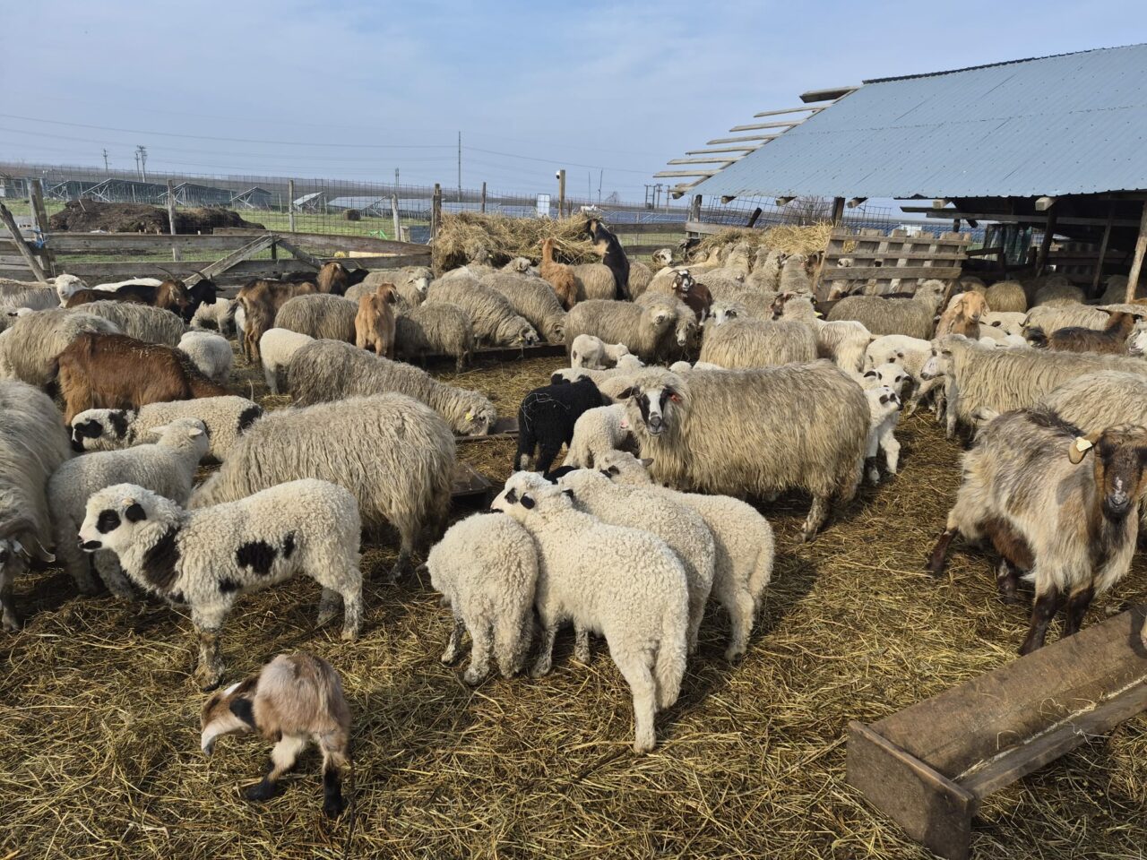 crescatorii-de-animale,-afectati-de-razboiul-din-orientul-mijlociu