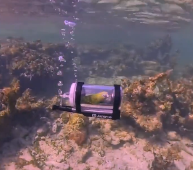 un-barbat-a-construit-un-minisubmarin-pentru-papagalul-sau.-este-primul-papagal-care-face-snorkeling