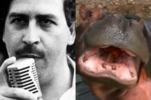 hipopotamii-lui-pablo-escobar-vor-fi-omorati.-motivul-pentru-care-guvernul-columbian-a-luat-decizia-controversata