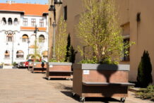 tara-nu-are-bani,-dar-oradea-cumpara-copaci-pe-roti-cu-2600-de-euro-bucata.-poze-incredibile-cu-padurea-urbana-mobila-dinorasulluibolojan