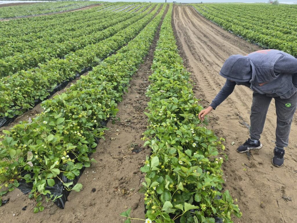 frigul-intarzie-pepenii-si-capsunele.-schimbarile-climatice-afecteaza-fructele-de-la-camp