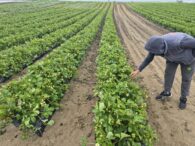 frigul-intarzie-pepenii-si-capsunele.-schimbarile-climatice-afecteaza-fructele-de-la-camp