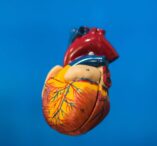 un-organ-ignorat-la-varsta-adulta-ar-putea-tine-cheia-longevitatii-/-reduce-cu-50%-riscul-de-deces