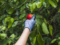 lista-fructelor-si-legumelor-cu-cele-mai-multe-pesticide