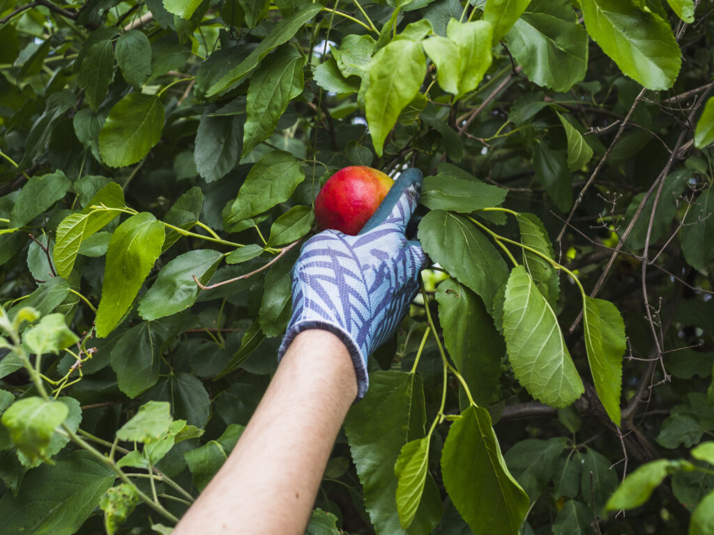 lista-fructelor-si-legumelor-cu-cele-mai-multe-pesticide
