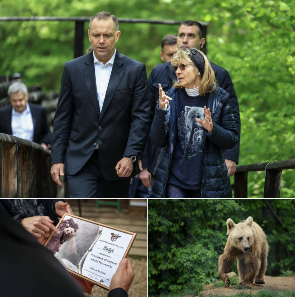 presedintele-poloniei-a-adoptat-un-urs-in-timpul-vizitei-in-romania-pentru-summitul-b9.-„faceti-cunostinta-cu-batyr”