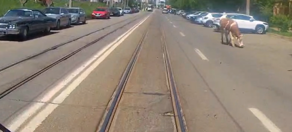 la-un-pas-de-accident-intre-o-vaca-si-un-tramvai-pe-bulevardul-dacia.-cum-a-reactionat-vatmanul-cand-a-vazut-animalul