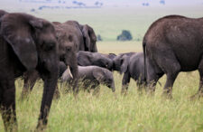 trei-oameni-au-murit-in-uganda-dupa-ce-masina-in-care-se-aflau-s-au-izbit-de-un-elefant