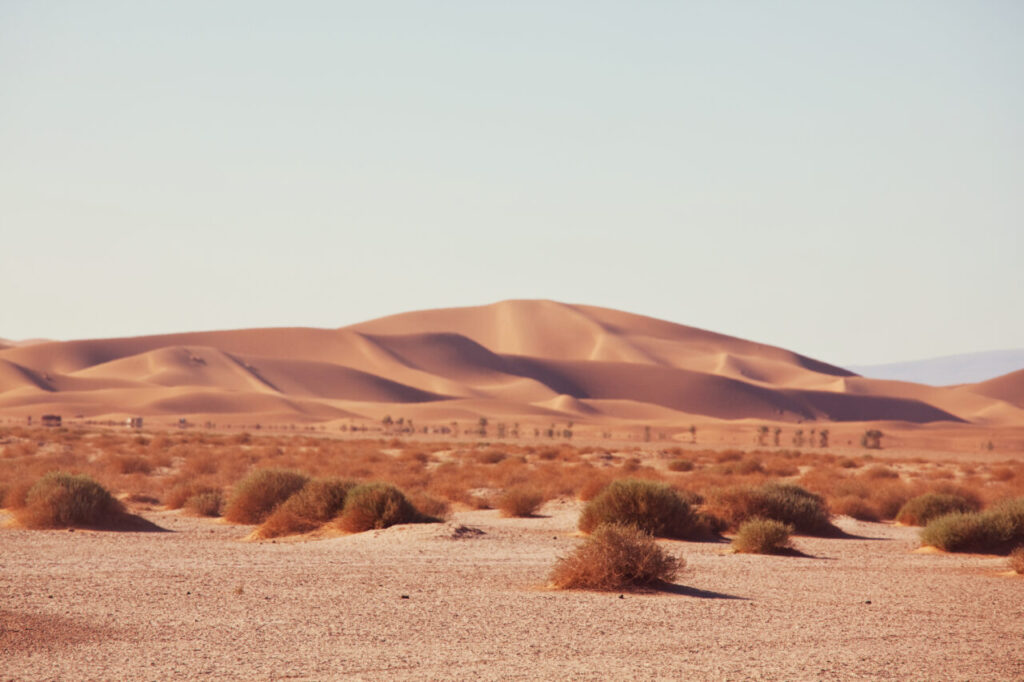 au-plantat-copaci-in-sahara,-dar-totul-parea-mort.-ce-s-a-intamplat-dupa-ce-au-eliberat-500-de-broaste-testoase