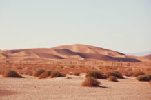 au-plantat-copaci-in-sahara,-dar-totul-parea-mort.-ce-s-a-intamplat-dupa-ce-au-eliberat-500-de-broaste-testoase