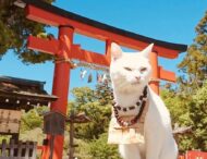 japonia-transforma-obsesia-pentru-pisici-intr-o-industrie-de-miliarde.-catnomics-schimba-turismul,-comertul-si-cultura-pop