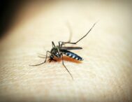 europa-risca-sa-devina-un-focar-pentru-virusul-chikungunya,-pe-fondul-extinderii-habitatelor-tantarilor