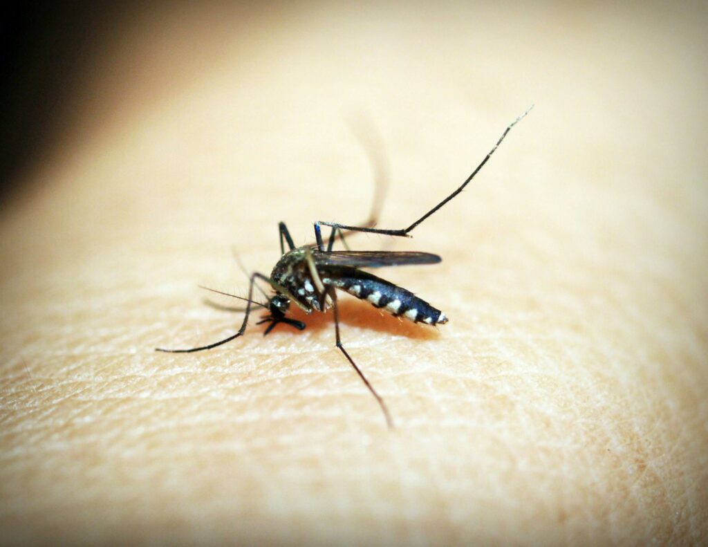 europa-risca-sa-devina-un-focar-pentru-virusul-chikungunya,-pe-fondul-extinderii-habitatelor-tantarilor