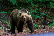 un-barbat-de-34-de-ani-a-fost-ucis-de-urs,-in-judetul-sibiu