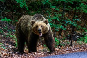 un-barbat-de-34-de-ani-a-fost-ucis-de-urs,-in-judetul-sibiu