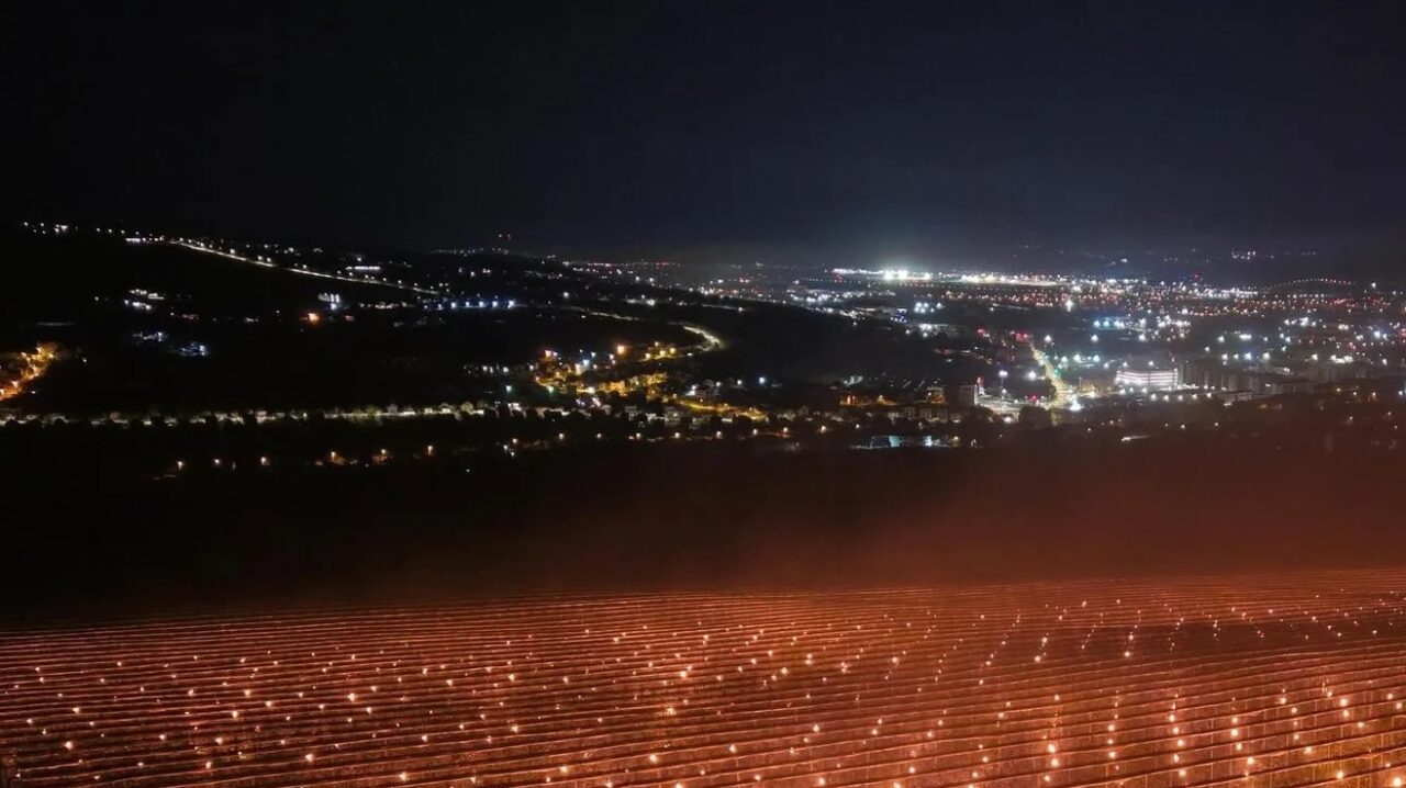 ce-recolta-a-putut-obtine-ferma-din-cluj-care-in-aprilie-a-incalzit-plantatia-de-ciresi-cu-4000-de-lumanari